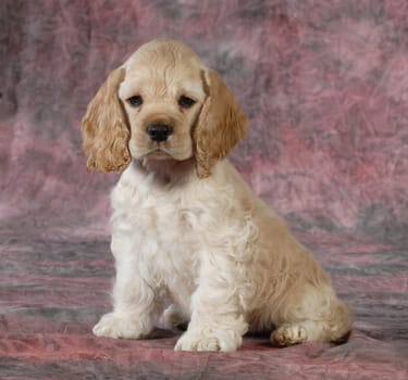 cute puppy - cocker spaniel female puppy sitting on pink tone background - 9 weeks old
