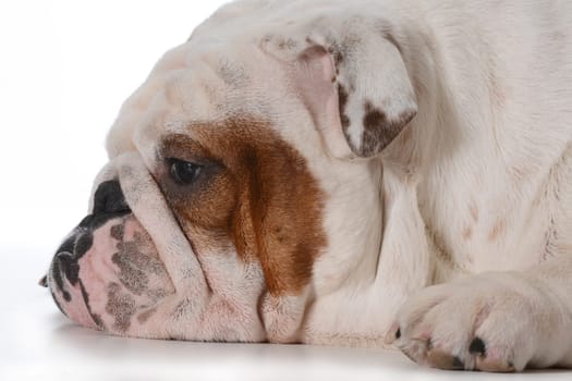 english bulldog profile laying down isolated on white background