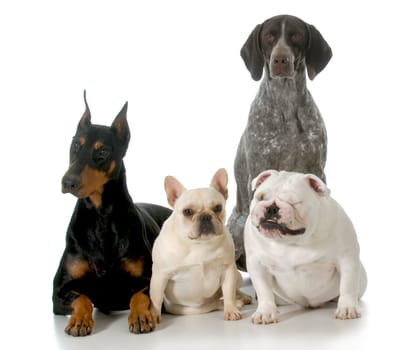 four different breeds sitting isolated on white background - doberman, french bulldog, german shorthaired pointer, english bulldog