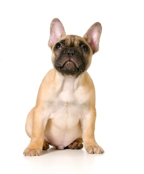 cute french bulldog puppy sitting looking up isolated on white background - black masked fawn