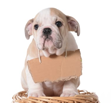 pet adoption - bulldog puppy wearing blank cardboard sign