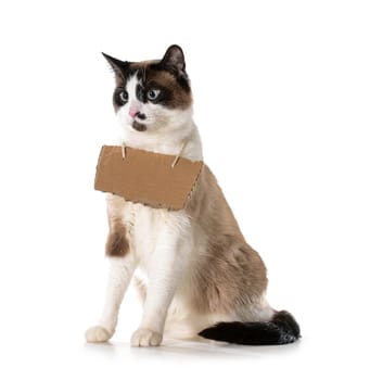cat communication - ragdoll cat wearing cardboard sign around neck isolated on white background