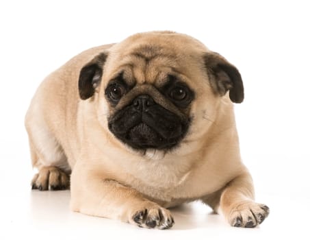 pug laying down isolated on white background