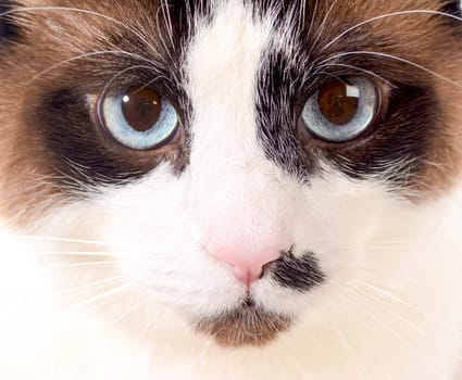 cat portrait - ragdog cat face portrait