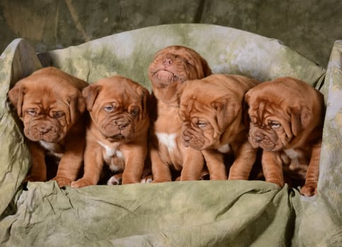 litter of dogue de bordeaux puppies - 5 weeks old