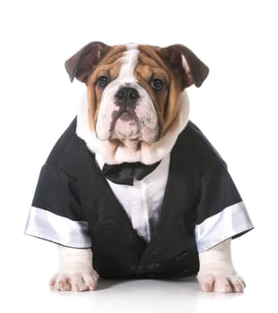 dog wearing tuxedo - english bulldog 3 months old