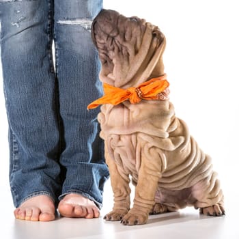 dog training - chinese shar pei sitting in heal postion