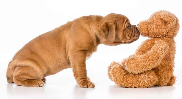 cute puppy reaching out to smell stuffed teddy bear
