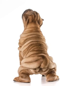 chinese shar pei puppy from the back with lots of wrinkles - 4 months old