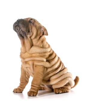 chinese shar pei puppy sitting looking up isolated on white background - 4 months old