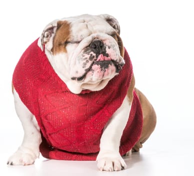 english bulldog wearing red sweater