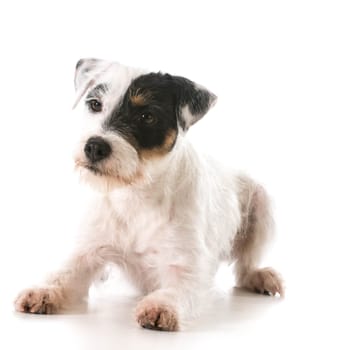jack russel terrier laying down