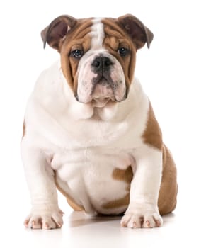 english bulldog puppy - 4 months old