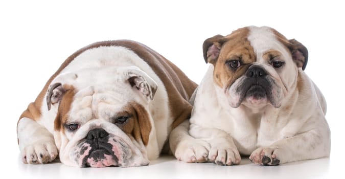 father and daughter bulldogs laying down