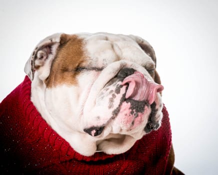 english bulldog licking lips