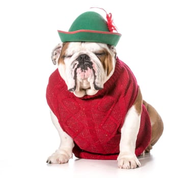 funny dog wearing red sweater and green hat