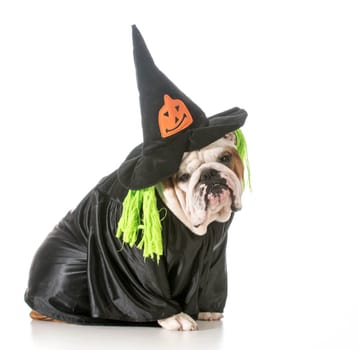 english bulldog wearing witch costume