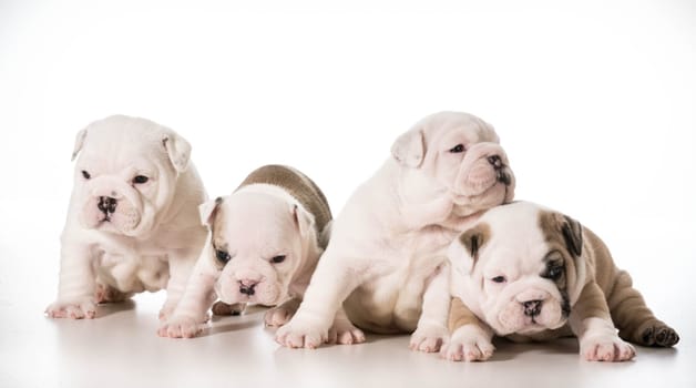 litter of english bulldog puppies - 4 weeks old