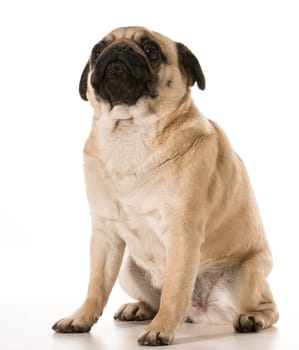 dog looking up - pug looking up isolated on white background
