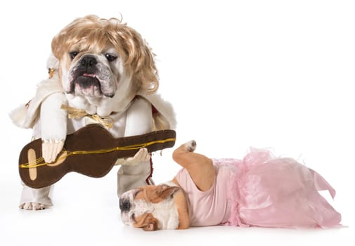 english bulldog wearing rock star costume with fan fainting at his feet