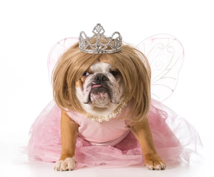 english bulldog wearing blond wig and princess costume