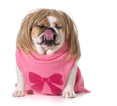 female bulldog wearing wig and licking lips