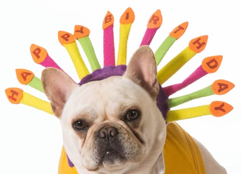 french bulldog wearing birthday headband