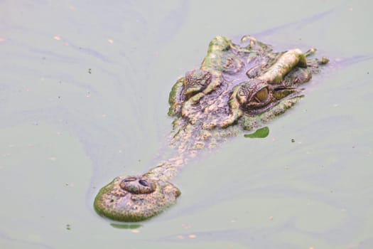 Wild Crocodile on the river, crocodile swims in a jungle river