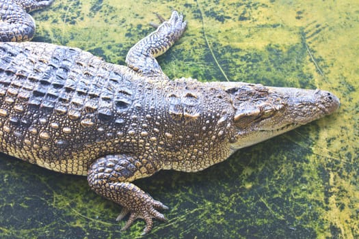 Close up Crocodiles in a farm, Thailand