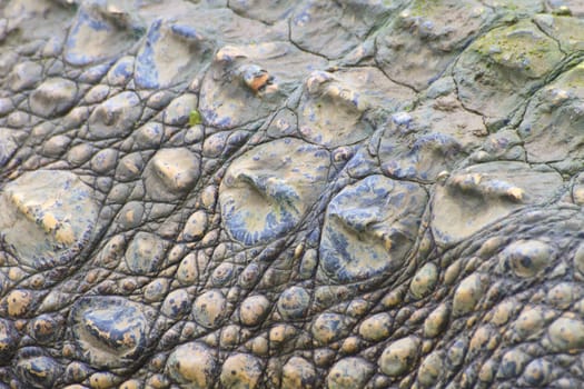 Crocodile skin texture, close up skin texture and background