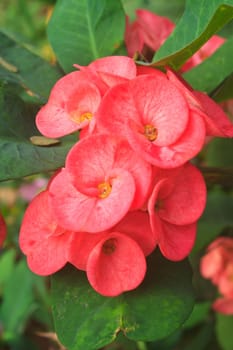 Crown of thorns flowers , Euphorbia milli Desmoul