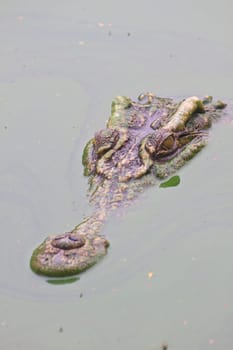 Wild Crocodile on the river, crocodile swims in a jungle river