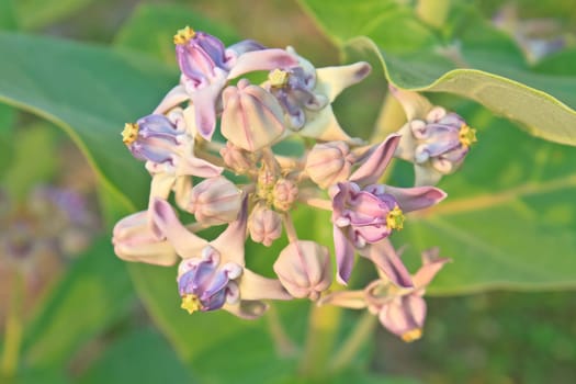 Colorful white and purple flower, Crown Flower, Giant Indian Milkweed, Gigantic Swallowwort (Calotropis gigantea)