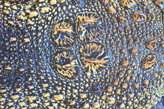 Crocodile skin texture, close up skin texture and background
