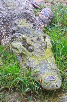 Close up Crocodiles in a farm, Thailand