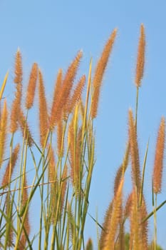 reeds of grass with blue sky background