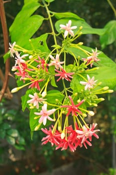 Flower in Thailand, Drunen sailor, Rangoon creeper (Quisqualis indica L.)