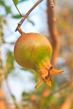 Ripe Colorful Pomegranate Fruit on Tree Branch. The Foliage on the Background
