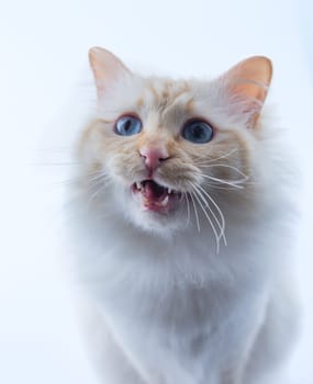Holy Burma Cat