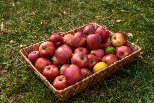 Wicker basket with red autumn organic apples on green grass