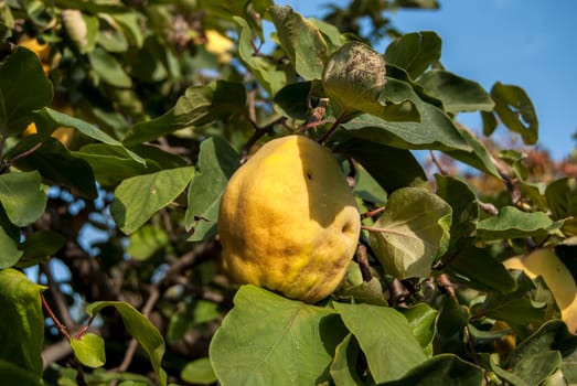 Fresh organic quince on tree branch in sunny day