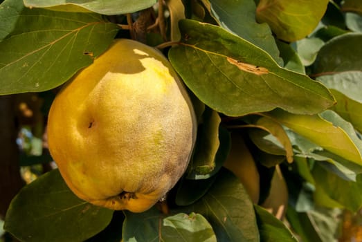 Fresh organic quince on tree branch in sunny day