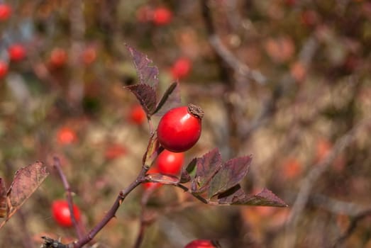Dog rose with fruits close in the fall