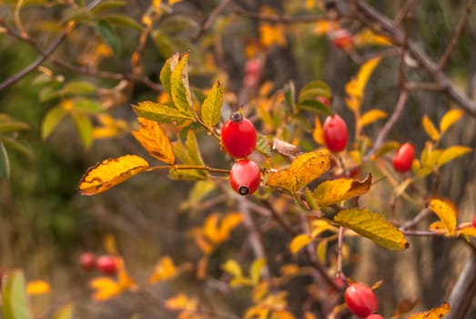 Dog rose with fruits close in the fall