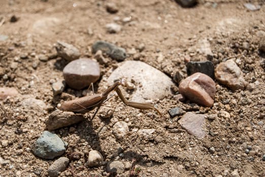 Brown praying mantis closeup on gravel sand ground