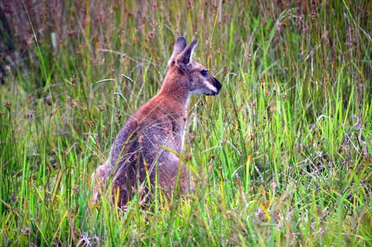 Wallabies