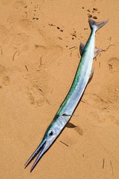 Fresh garfish on sandy beach close up