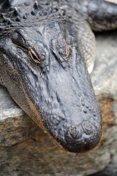 A close up shot of an American Alligator