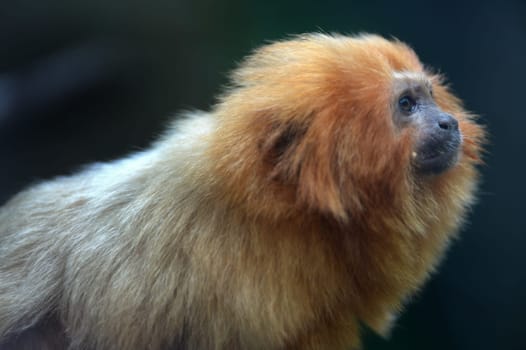 A close up shot of a Golden Tamarin
