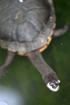 A close up shot of an Australian Murray River Turtle or Short Neck Turtle